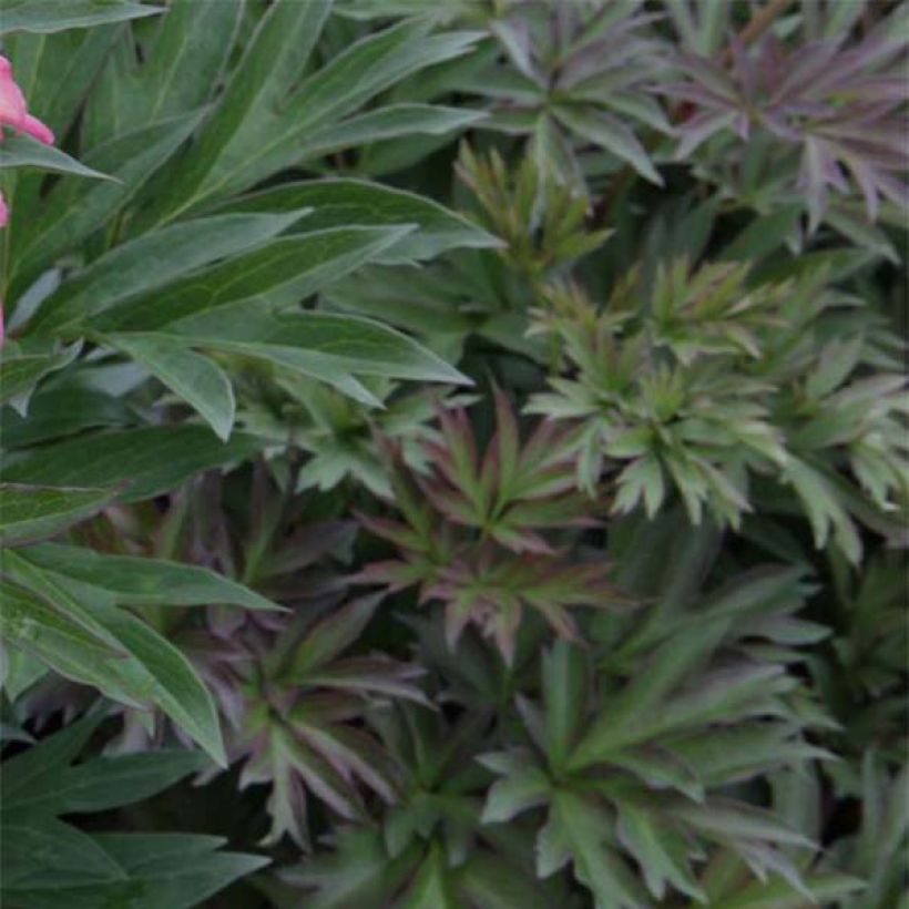 PIvoine Itoh Julia Rose (Foliage)