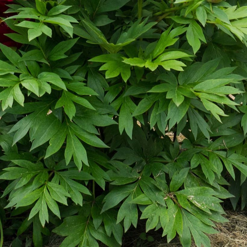 Pivoine Itoh Scarlet Heaven (Foliage)