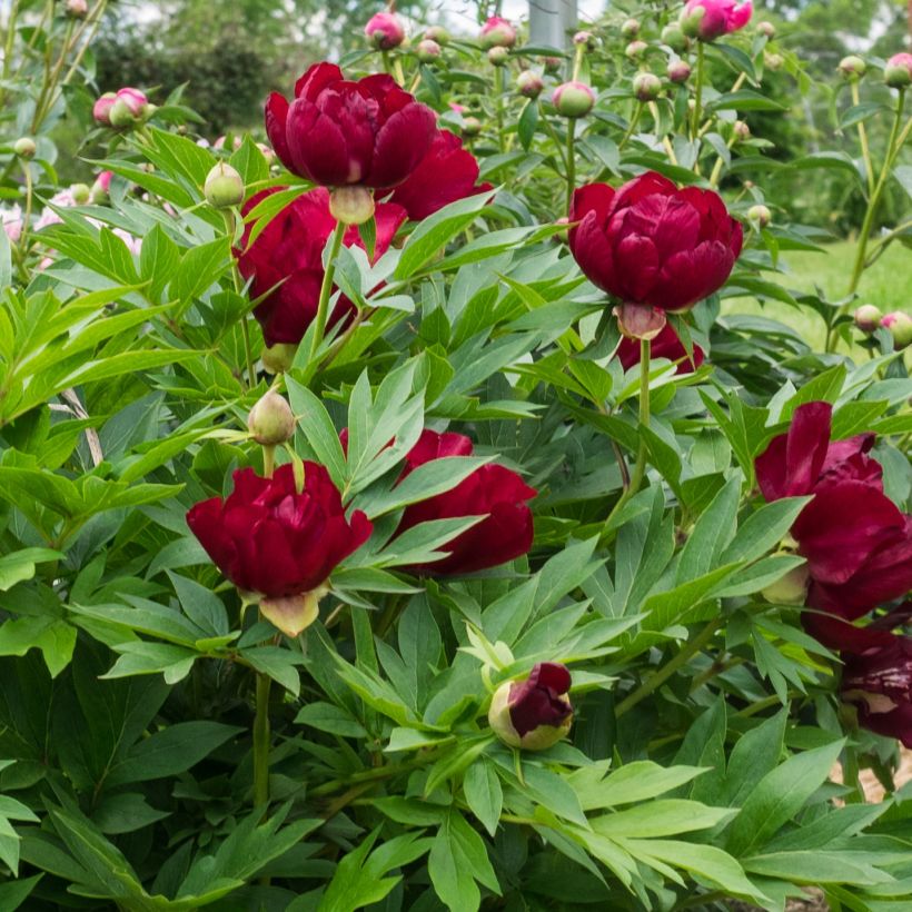 Pivoine Itoh Scarlet Heaven (Flowering)