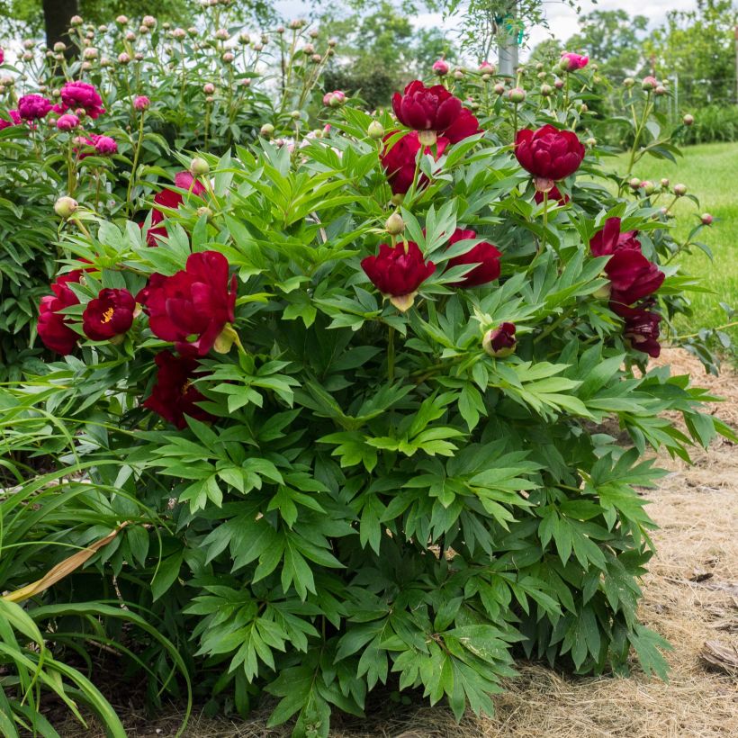 Pivoine Itoh Scarlet Heaven (Plant habit)