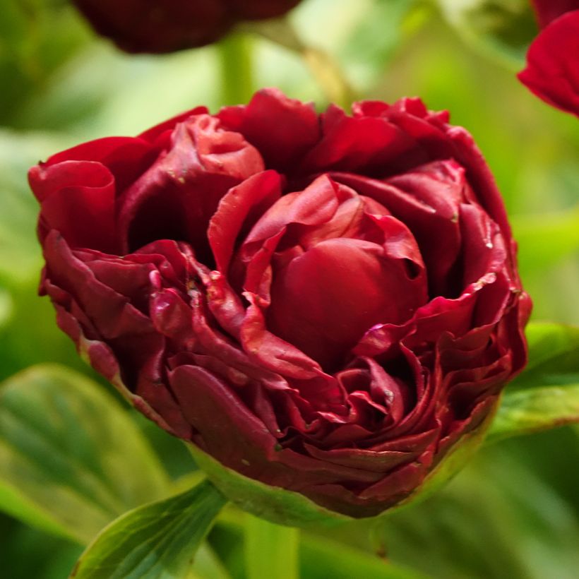 Pivoine lactiflora Henry Bockstoce  (Flowering)