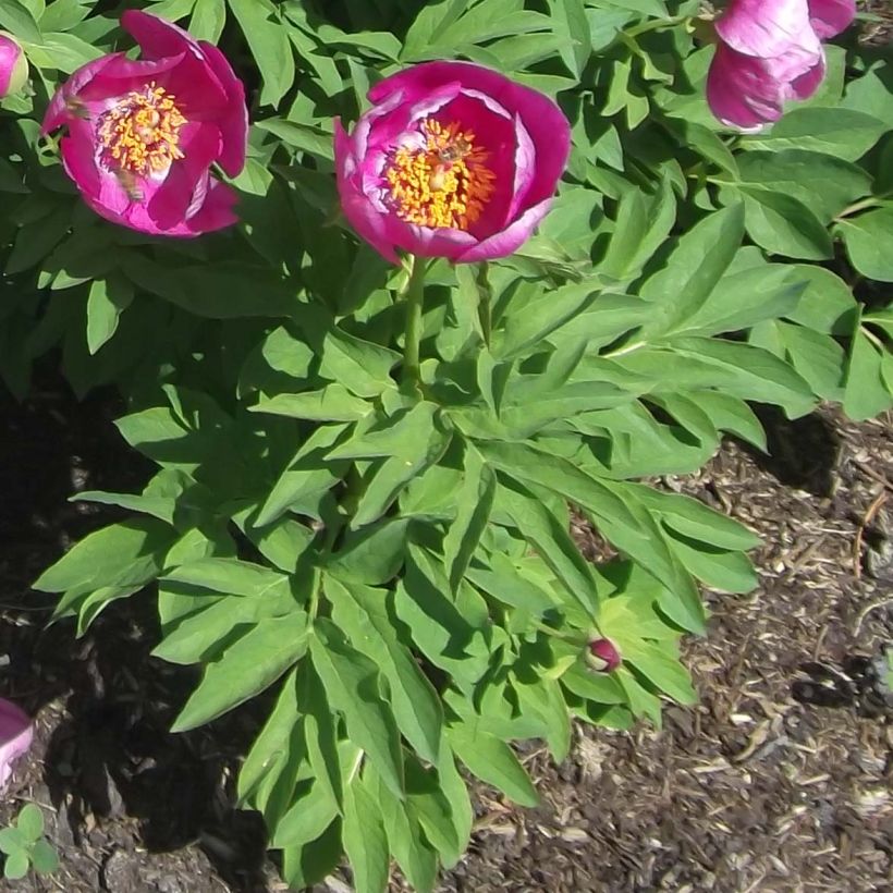 Pivoine botanique - Paeonia humilis (Foliage)