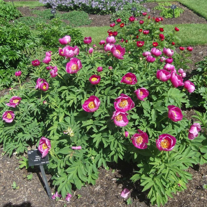 Pivoine botanique - Paeonia humilis (Plant habit)