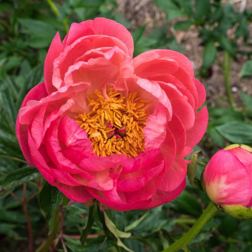 Pivoine lactiflora Coral Charm (Flowering)