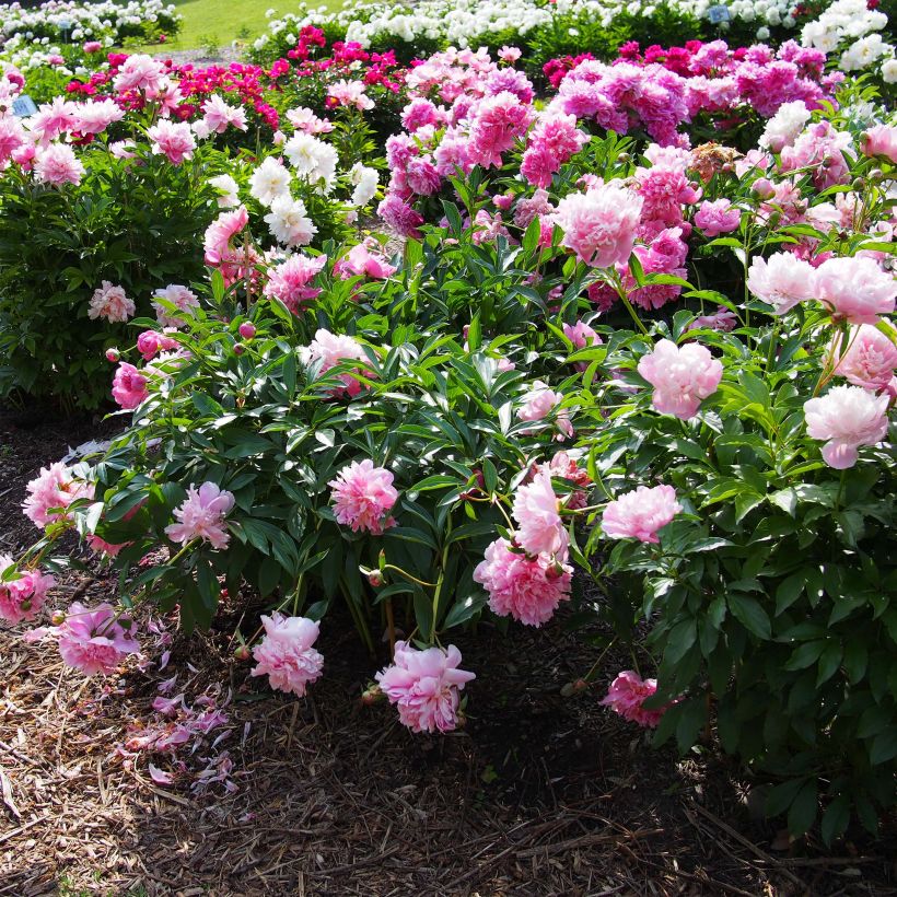 Pivoine lactiflora Edulis Superba (Plant habit)