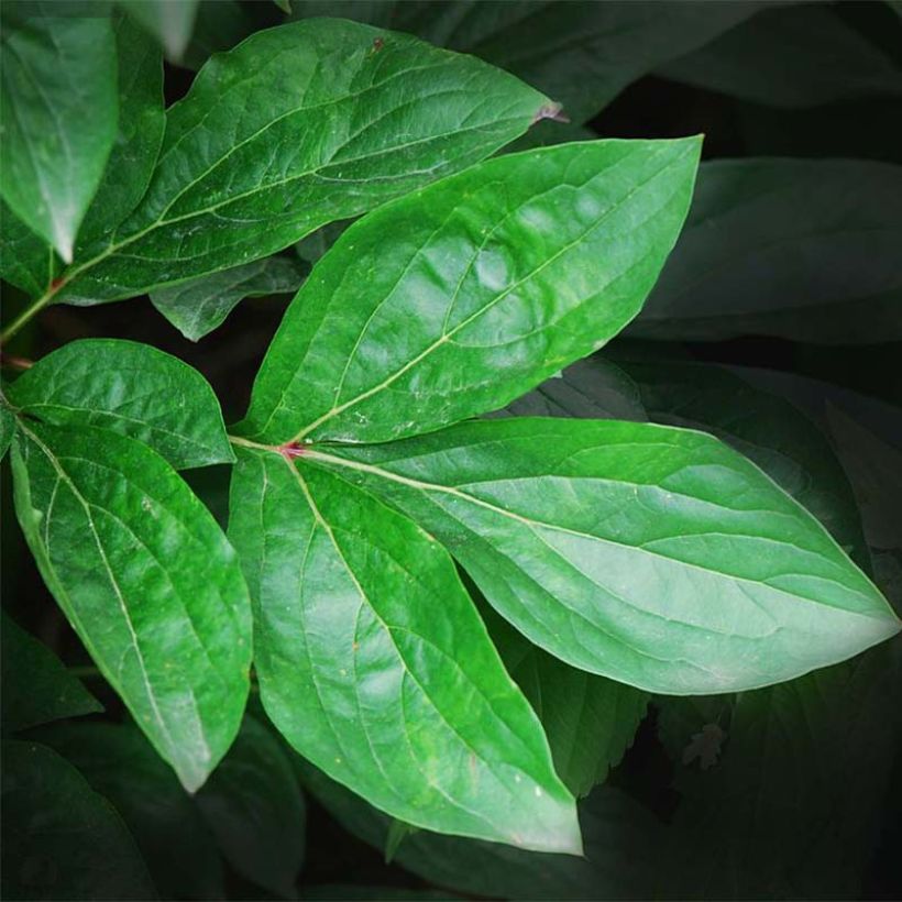 Pivoine lactiflora Karl Rosenfield (Foliage)