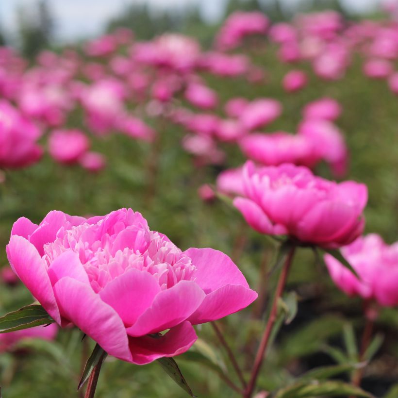 Pivoine lactiflora Madame Emile Debatène (Flowering)