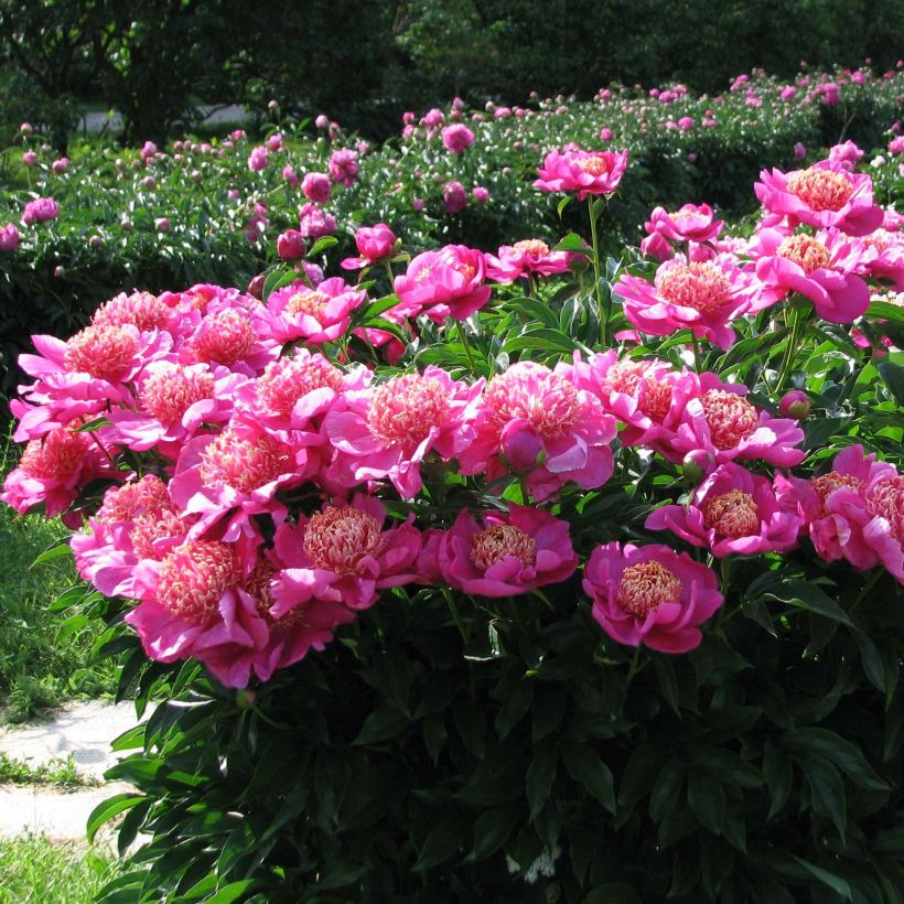 Pivoine lactiflora Neon (Plant habit)