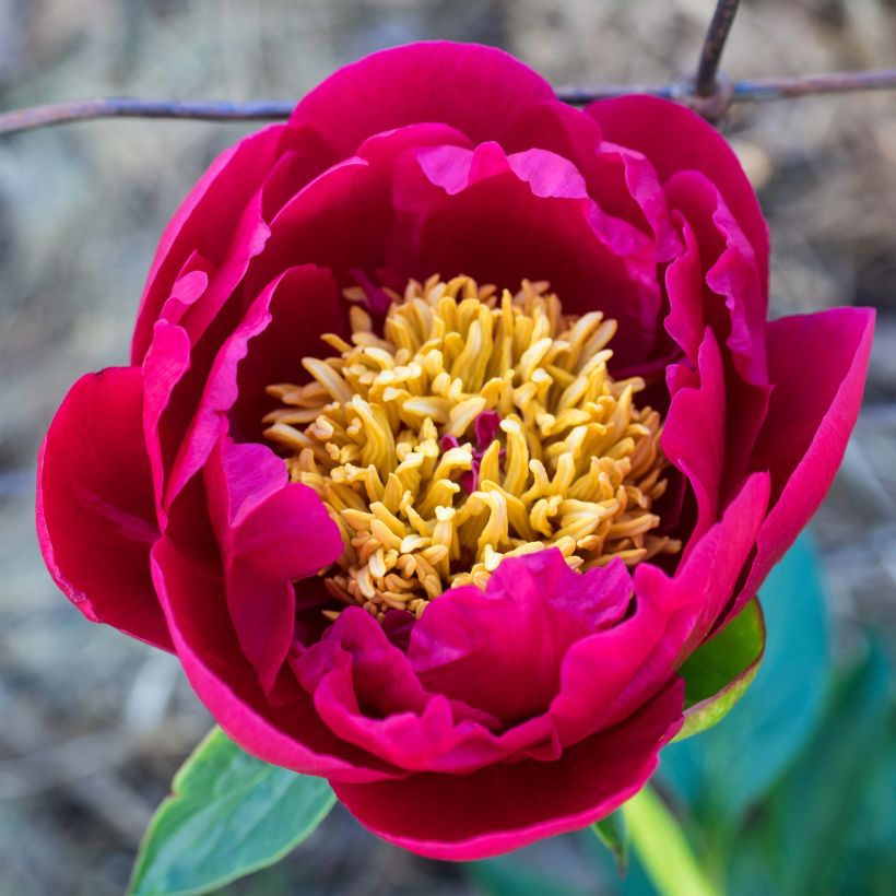 Pivoine lactiflora Nippon Beauty (Flowering)
