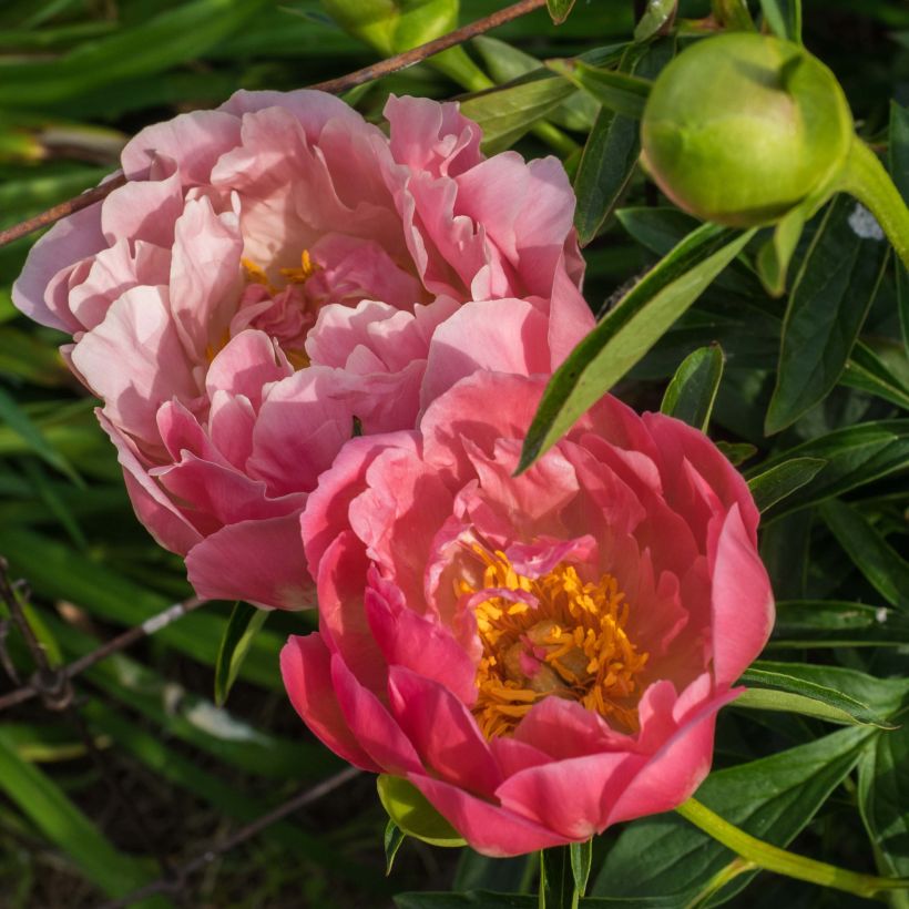 Pivoine lactiflora Pink Hawaiian Coral (Flowering)