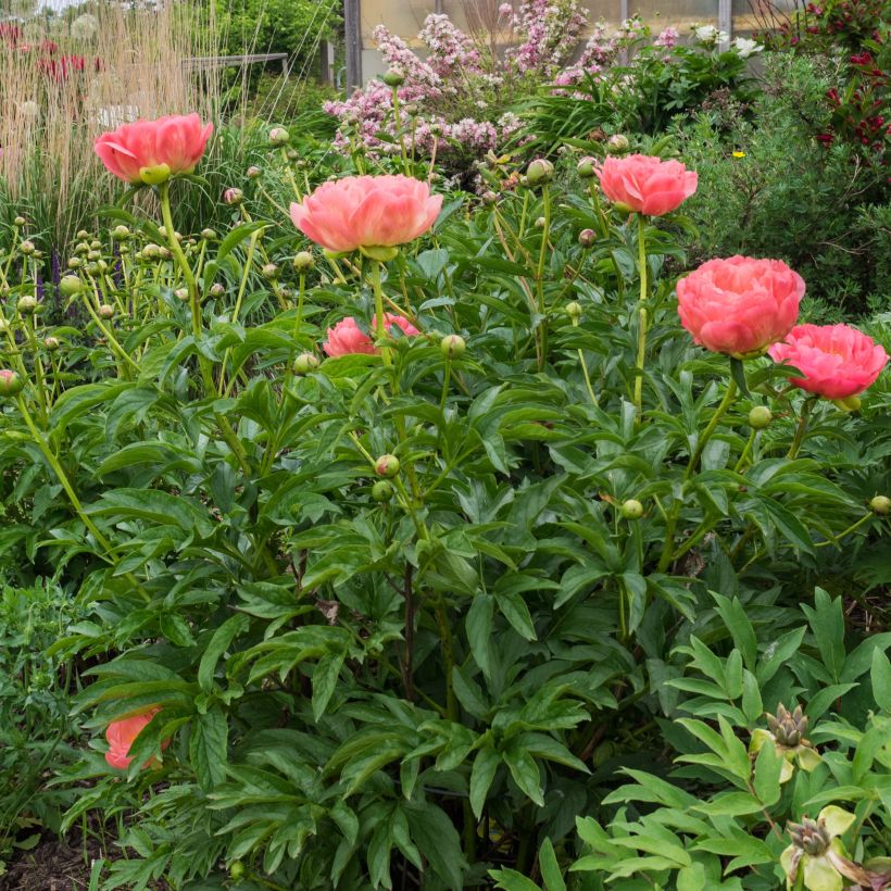 Pivoine lactiflora Pink Hawaiian Coral (Plant habit)