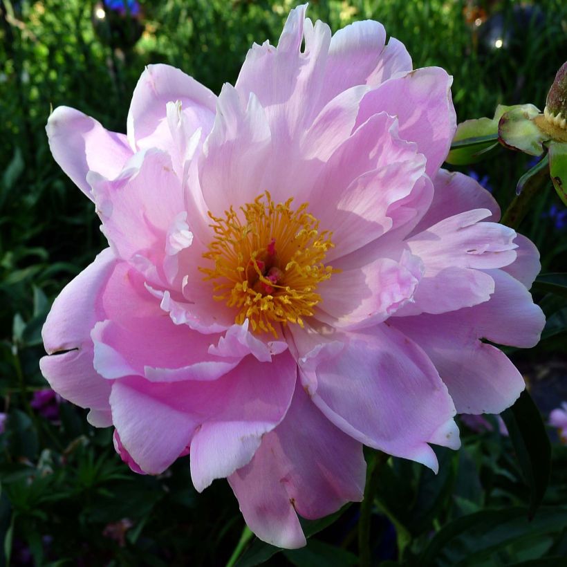 Pivoine lactiflora Sea Shell (Flowering)