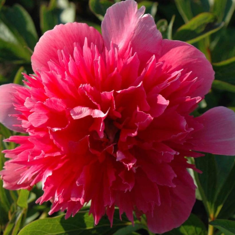 Pivoine officinale Rosea Plena (Flowering)