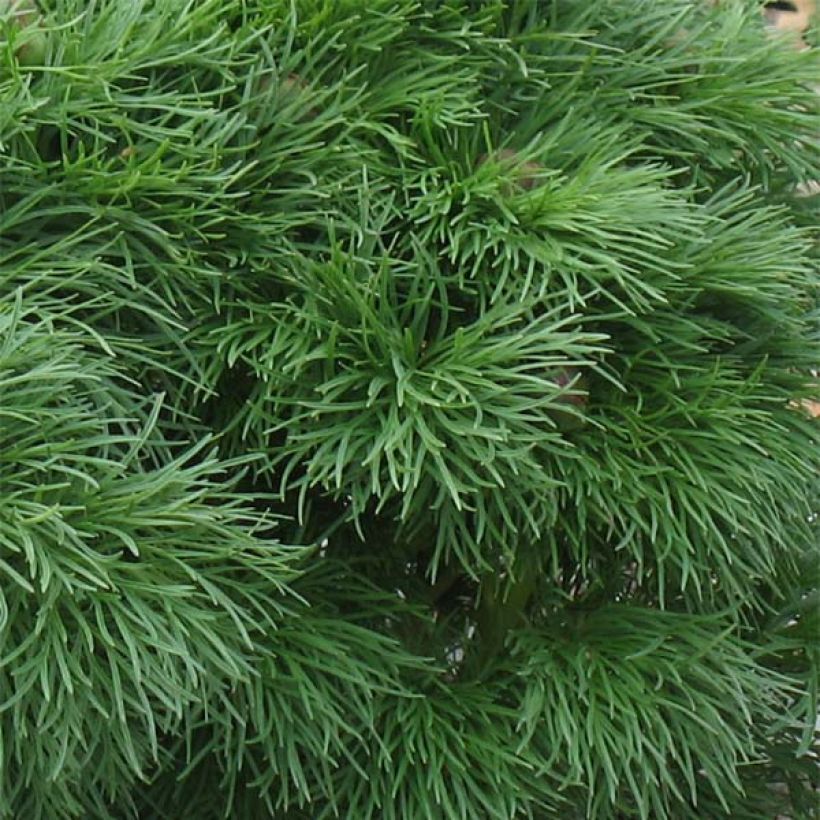 Pivoine botanique - Paeonia tenuifolia Plena (Foliage)