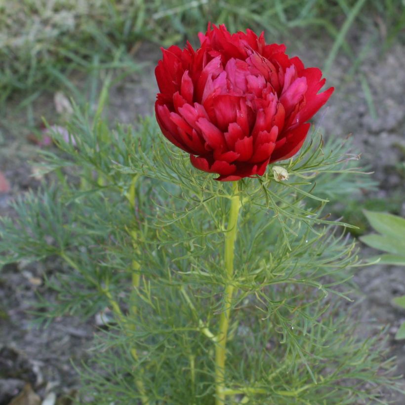 Pivoine botanique - Paeonia tenuifolia Plena (Flowering)