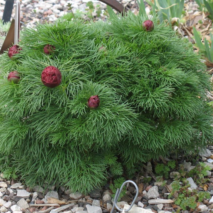 Pivoine botanique - Paeonia tenuifolia Plena (Plant habit)