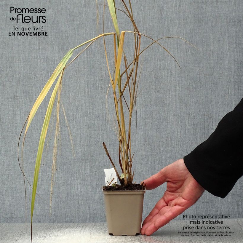 Example of Panic érigé - Panicum virgatum Northwind  Godet de 8/9 cm as you get in automne