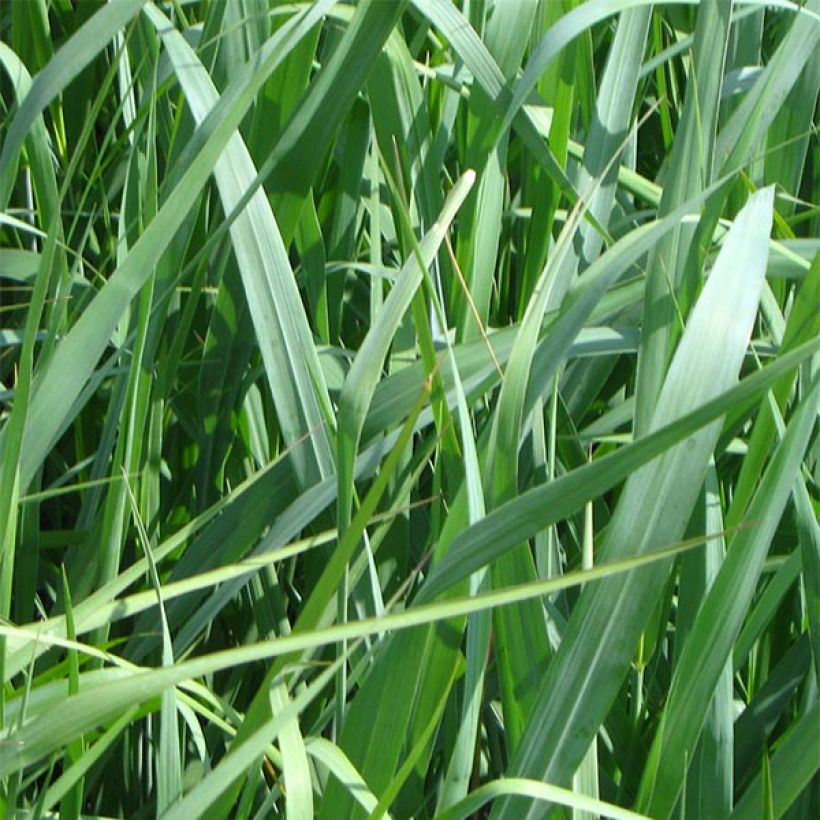 Panic érigé - Panicum virgatum Dallas Blues  (Foliage)