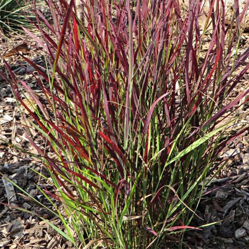 Panic érigé - Panicum virgatum Sangria (Foliage)