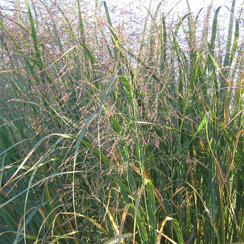 Panic érigé - Panicum virgatum Thundercloud  (Flowering)