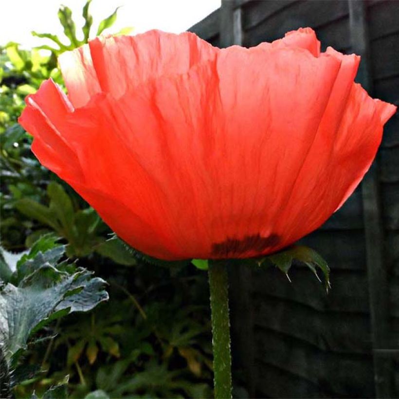 Pavot d'Orient rouge - Papaver orientale Allegro (Flowering)