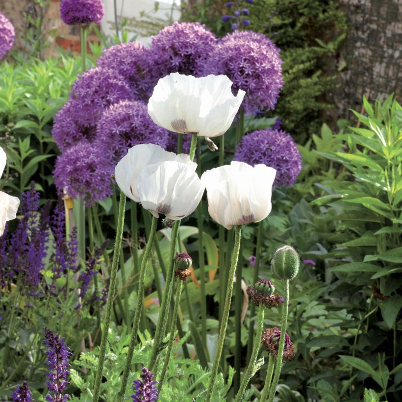 Pavot d'Orient Perry's White - Papaver orientale (Plant habit)