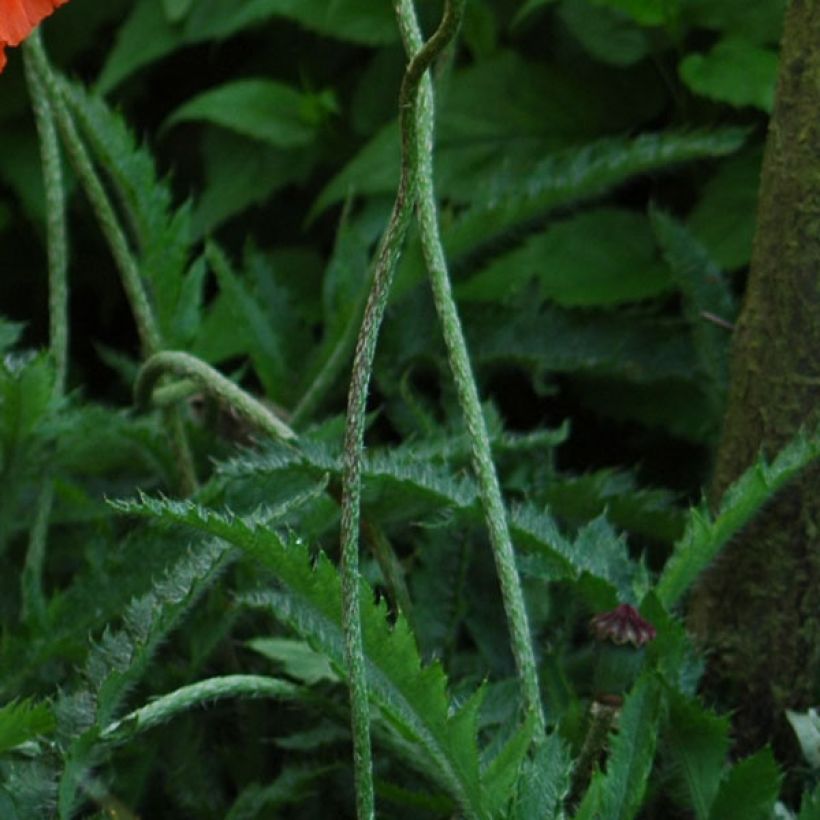 Pavot d'Orient Royal Wedding - Papaver orientale (Foliage)