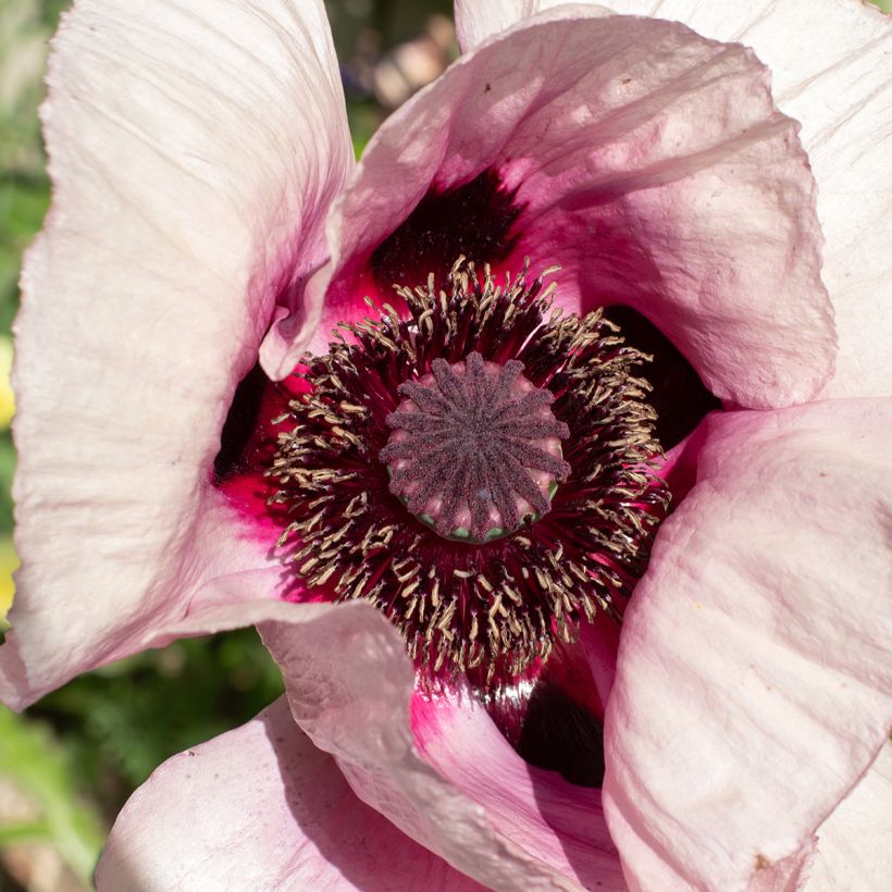 Pavot d'Orient Royal Wedding - Papaver orientale (Flowering)
