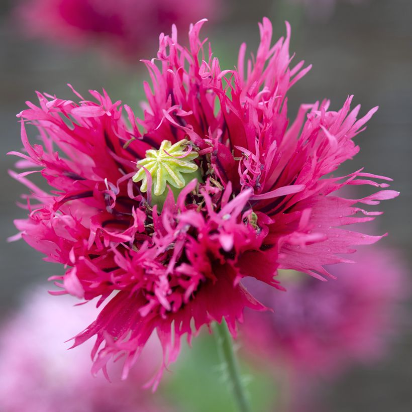 Graines de Pavot annuel Rose Feathers - Papaver somniferum (Flowering)