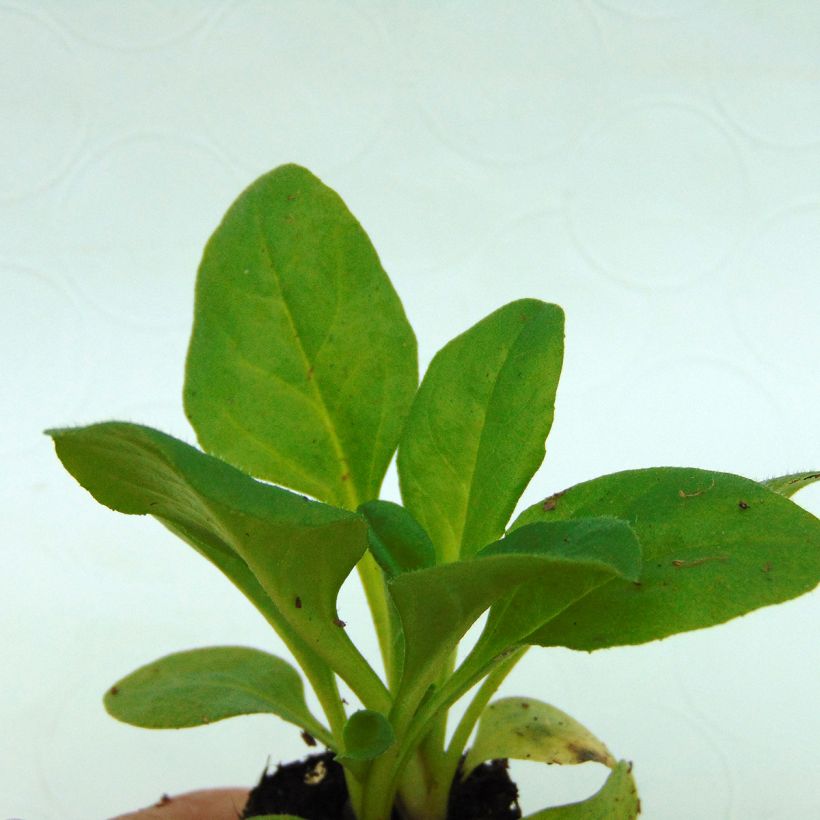 Pâquerette Robella - Bellis Perennis (Foliage)