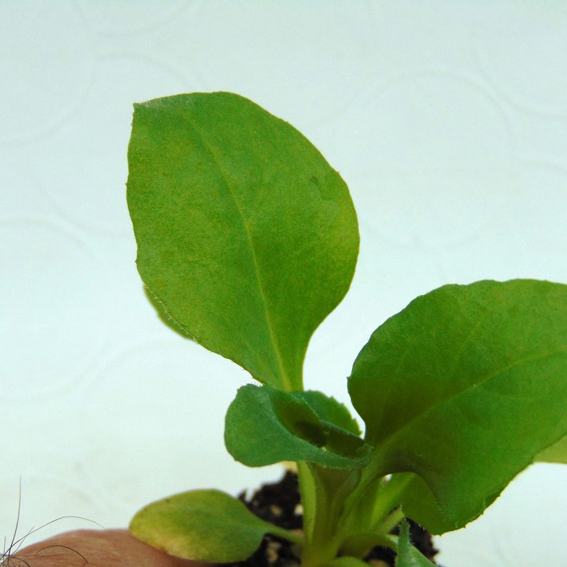 Pâquerette Tasso Blanche Mini-motte - Bellis Perennis (Foliage)