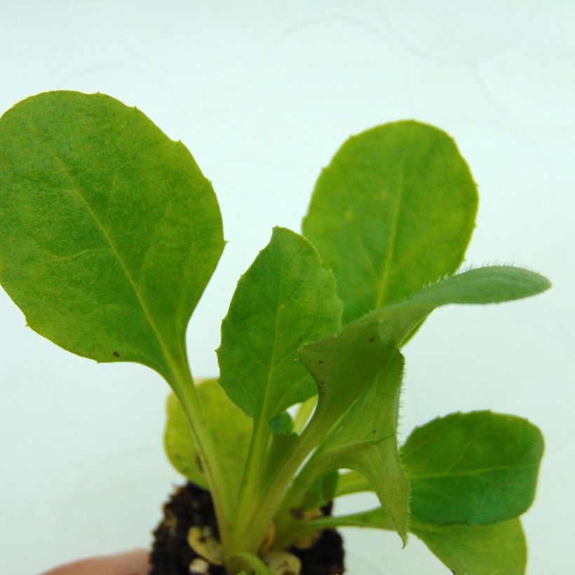 Pâquerette Tasso Strawberries & Cream Mini-motte - Mottes de 3,8 x 3,2 cm en plaque de culture par 16 - Bellis Perennis (Foliage)