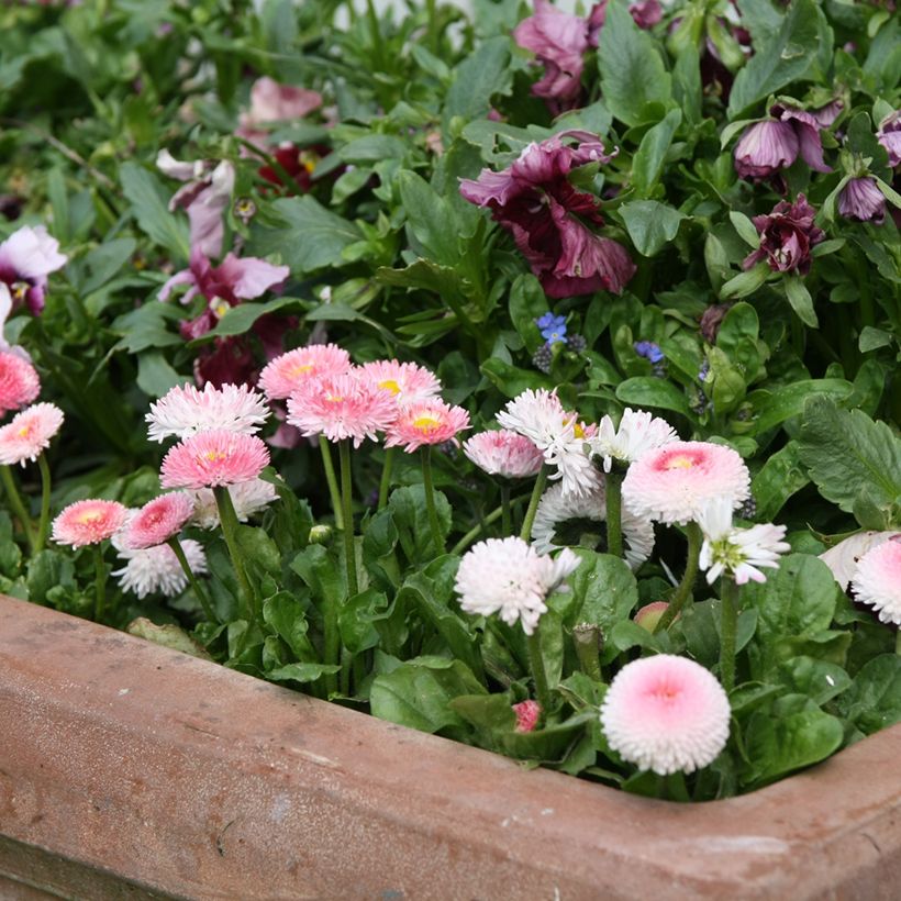 Pâquerette Tasso Strawberries & Cream Mini-motte - Mottes de 3,8 x 3,2 cm en plaque de culture par 16 - Bellis Perennis (Plant habit)