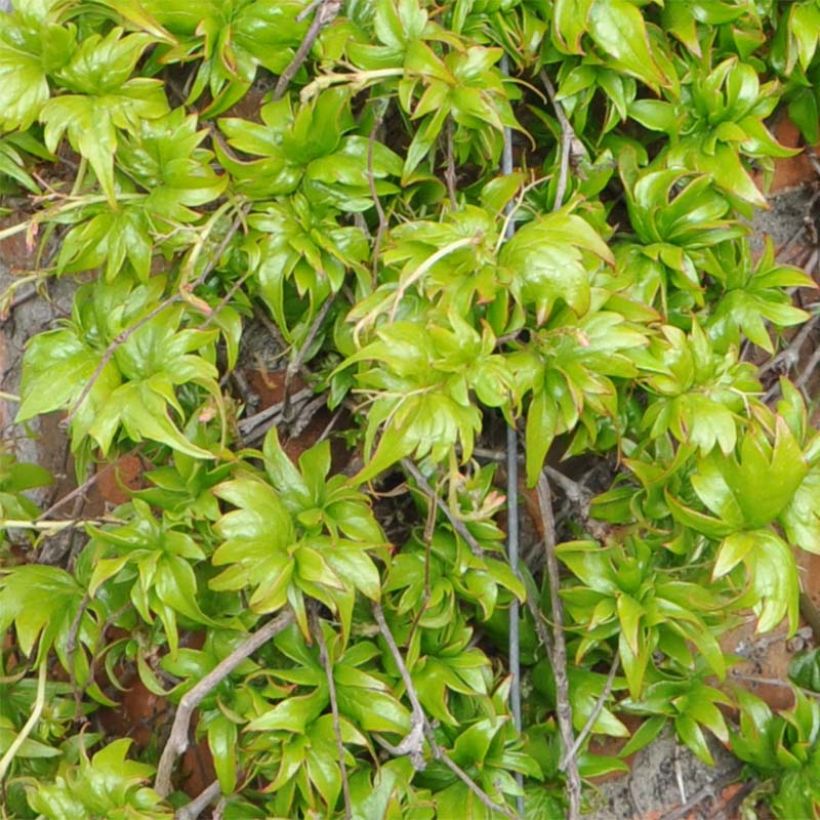 Vigne vierge - Parthenocissus tricuspidata Lowii (Foliage)