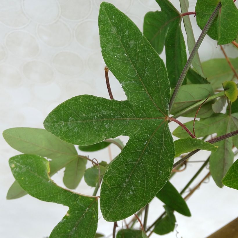 Passiflore Amethyst Blanche - Fleur de la Passion (Foliage)
