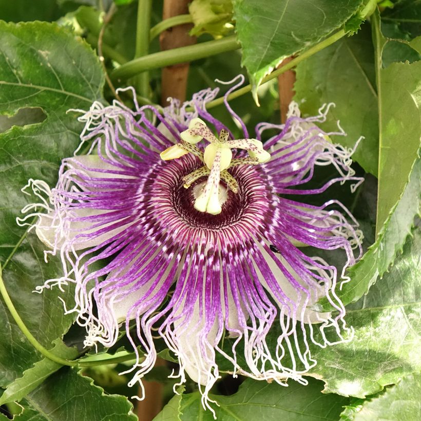 Passiflore Byron Beauty - Fleur de la Passion (Flowering)