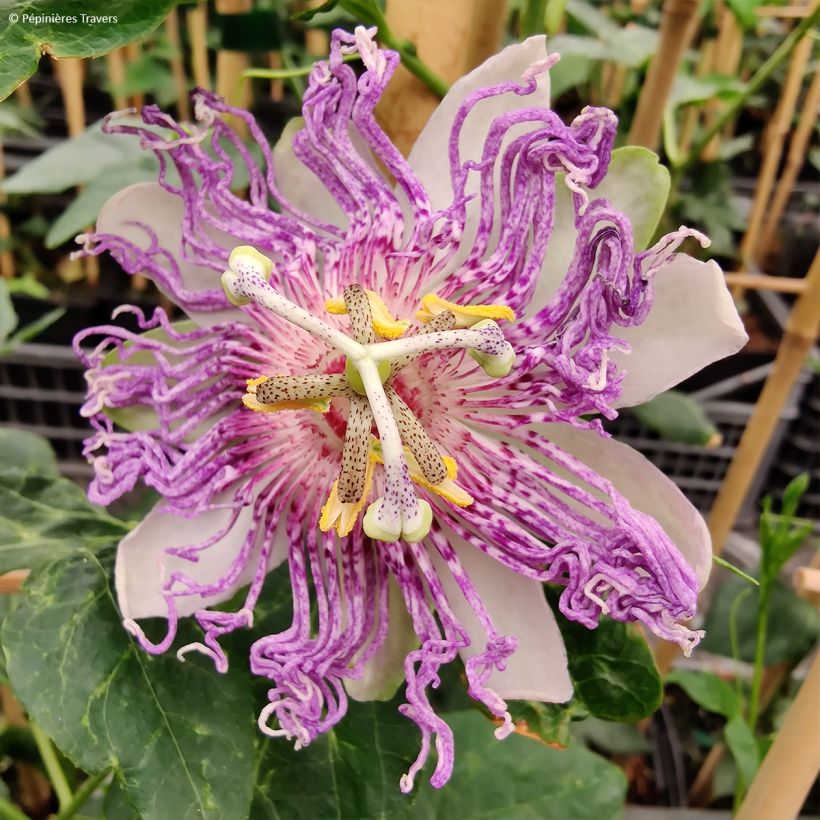 Passiflore Eia popeia - Passiflora (x) incarnata (Flowering)