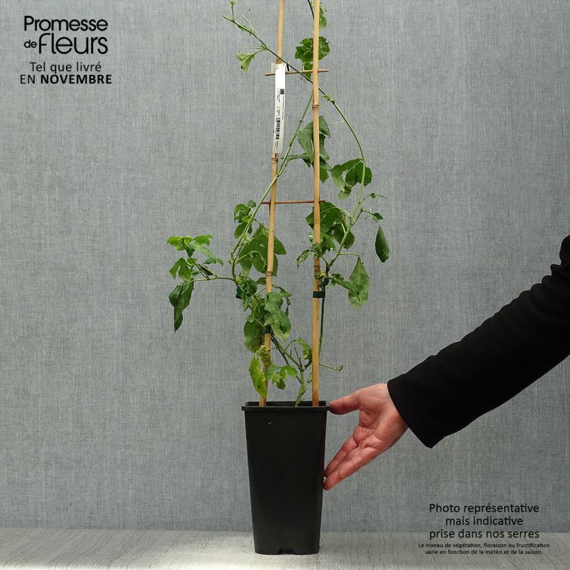 Example of Passiflore Eia popeia - Passiflora (x) incarnata Pot de 2L/3L as you get in automne