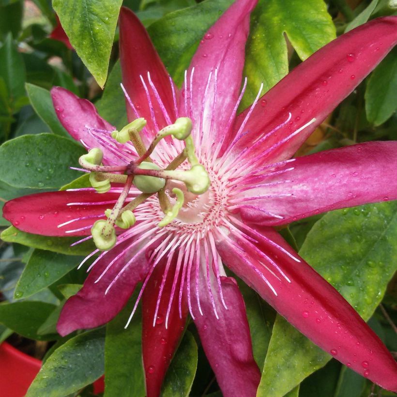 Passiflore Michael - Fleur de la Passion (Flowering)