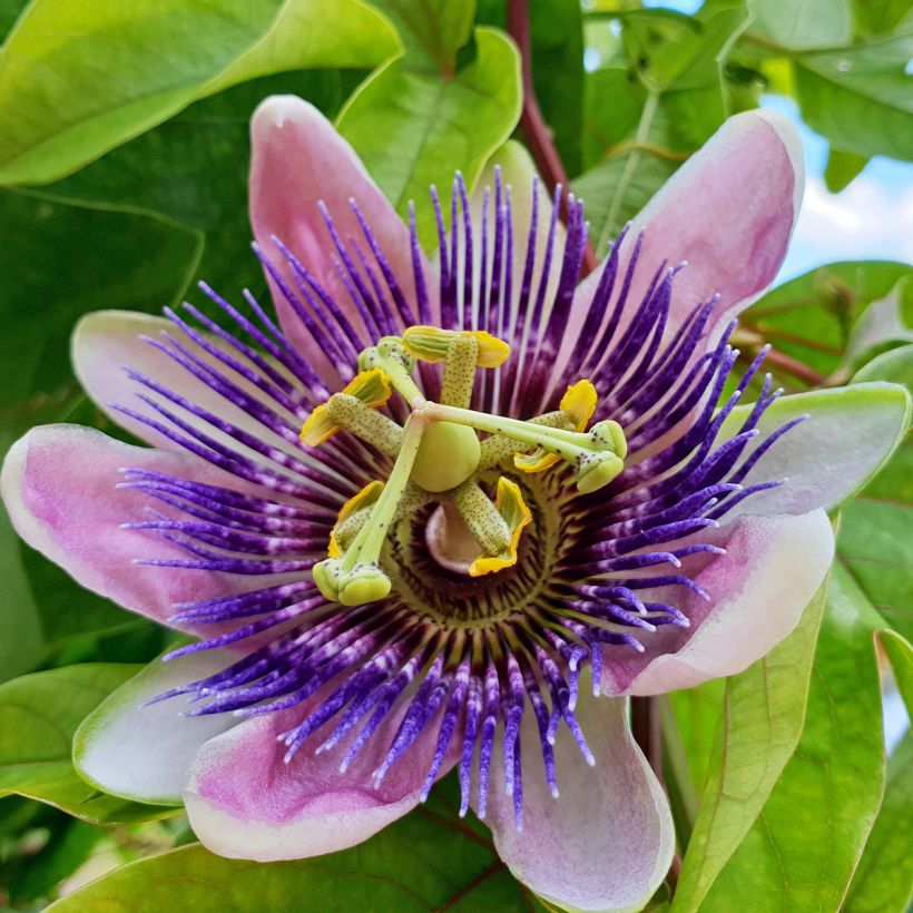 Passiflore - Passiflora Impératrice Eugénie (Flowering)
