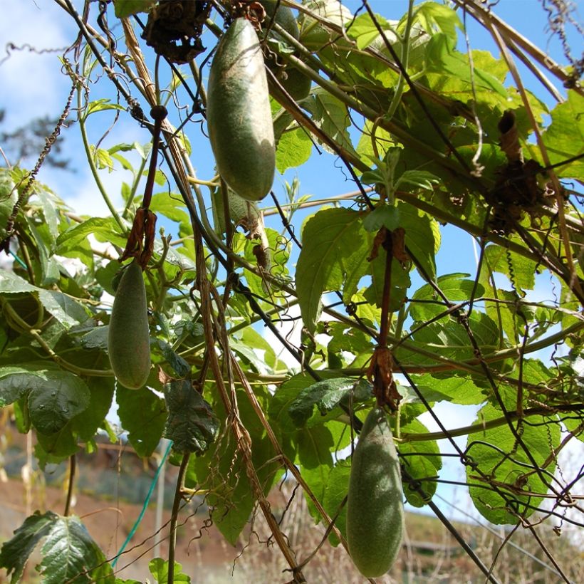 Passiflore - Passiflora (x) exoniensis (Harvest)