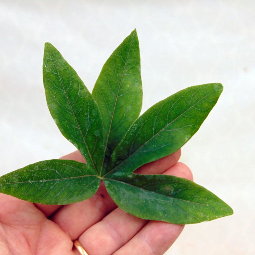 Passiflore caerulea - Fleur de la Passion (Foliage)