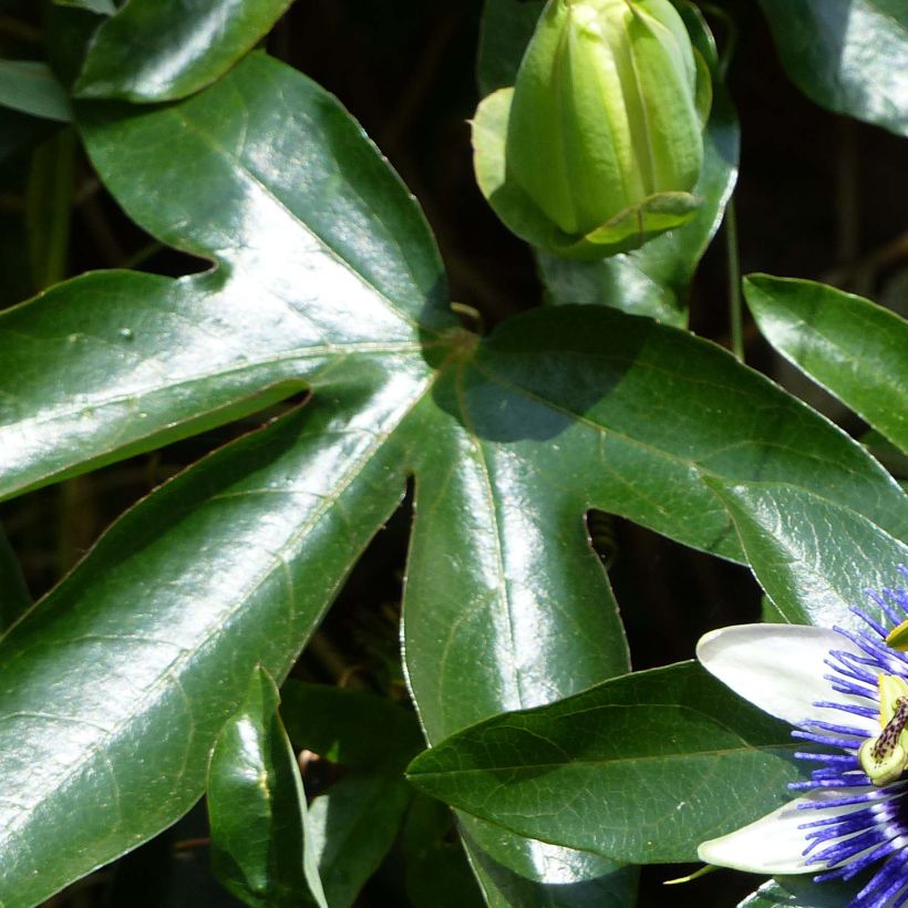 Passifore Damsel's Delight - Fleur de la Passion (Foliage)