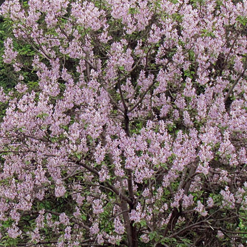 Paulownia tomentosa - Arbre impérial (Flowering)