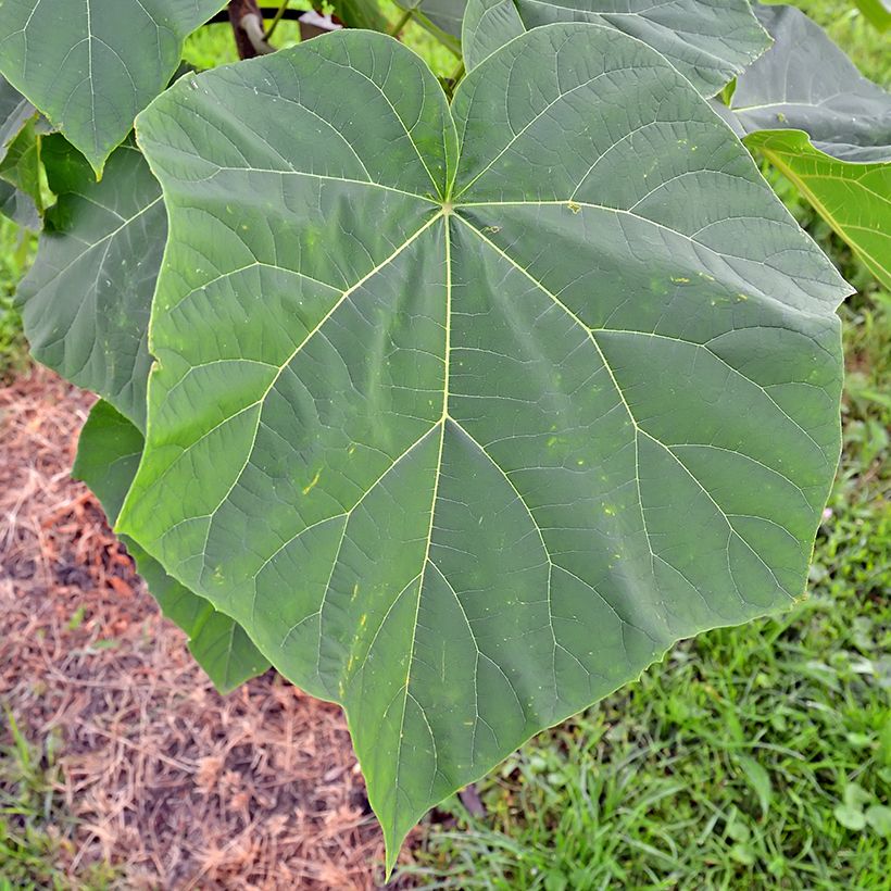 Paulownia tomentosa Hulsdonk - Arbre impérial (Foliage)