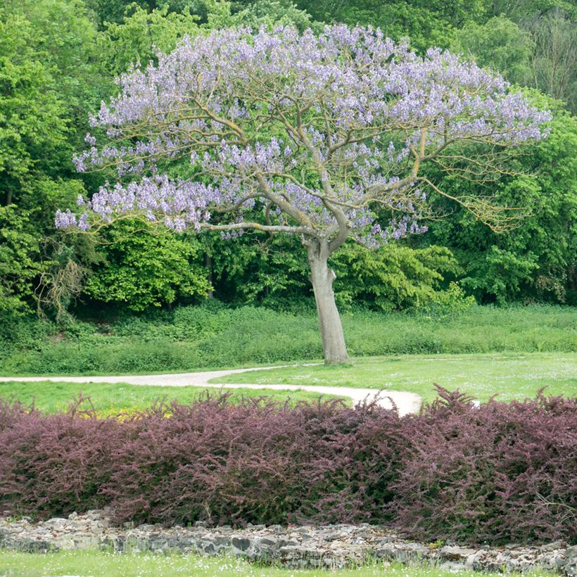 Paulownia tomentosa Hulsdonk - Arbre impérial (Plant habit)