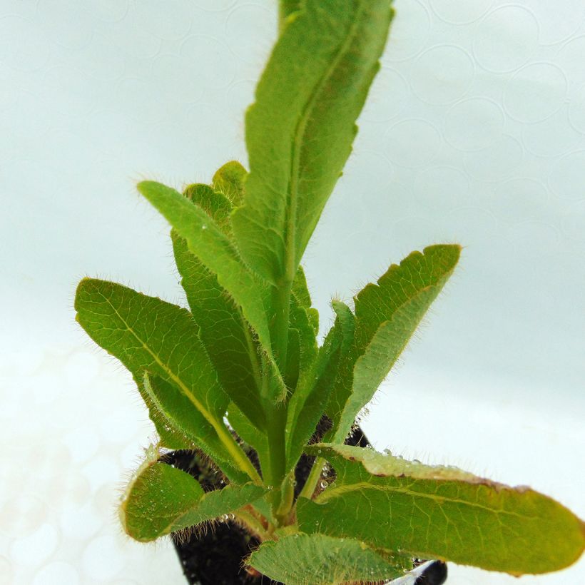 Pavot bleu de l Himalaya - Meconopsis betonicifolia (Foliage)