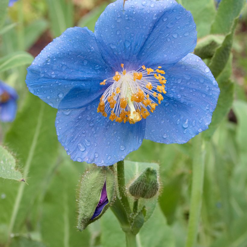 Pavot bleu de l Himalaya - Meconopsis betonicifolia (Flowering)
