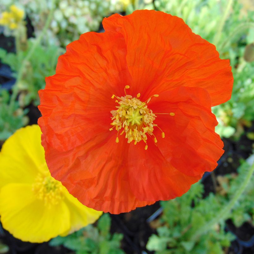 Pavot d Islande - Papaver nudicaule Gartenzwerg (Flowering)