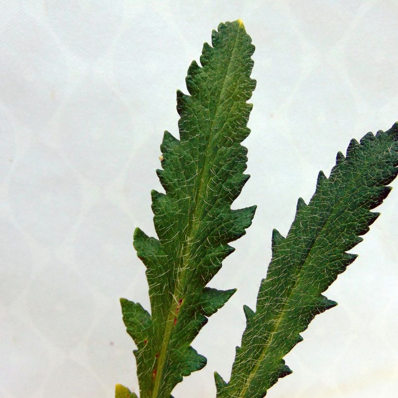 Pavot d'Orient Harvest Moon - Papaver orientale (Foliage)